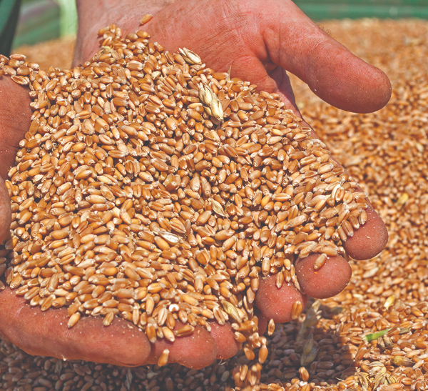 Ukrainian Grain